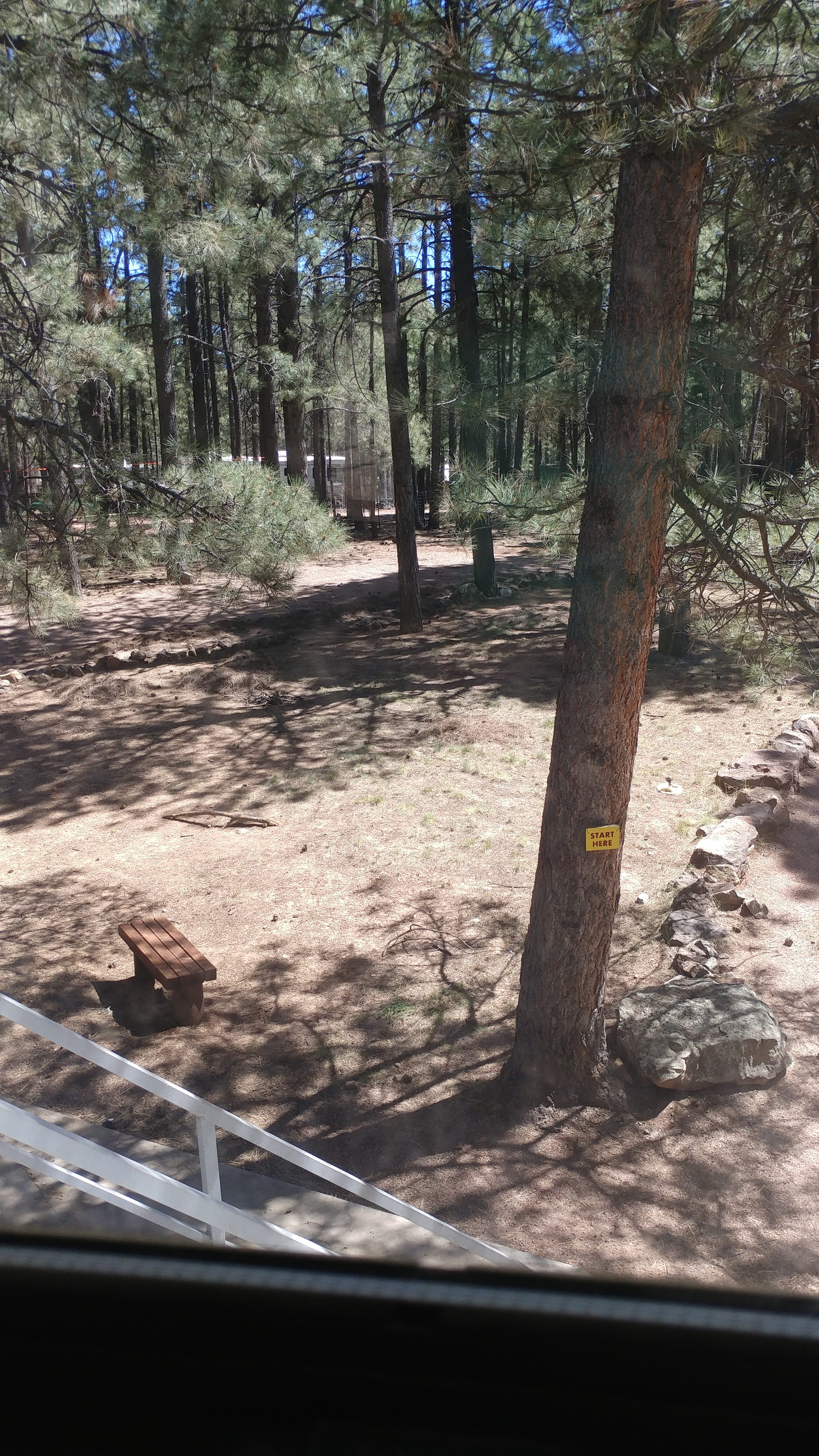 Back Yard View - A view across part of the back yard through the ponderso pine trees. The yellow sign on the tree is the start of the frisbee golf course around the yard.