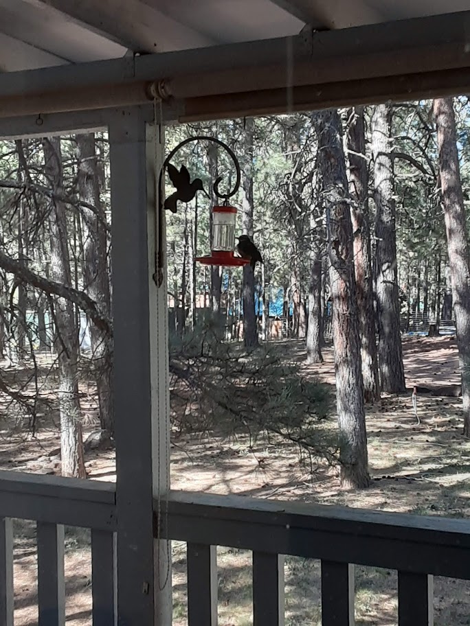 Bird on a Feeder - We love wathcing the wildlife from the tiniest of birds to the wild horses and Elk.