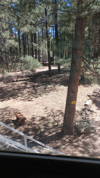 A view across part of the back yard through the ponderso pine trees. The yellow sign on the tree is the start of the frisbee golf course around the yard.