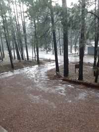 There is nothing like a quick afternoon summer downpour to cool things down and refresh that forest smell.